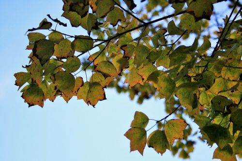 autumn leaves leaves changing colour