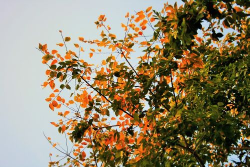 autumn leaves tree leaves