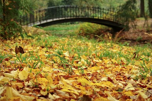 autumn leaves  nature  leaf