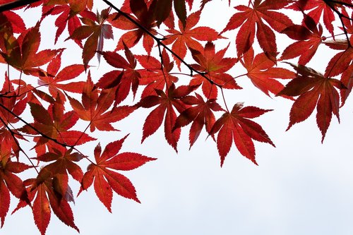 autumn leaves  autumn  nature