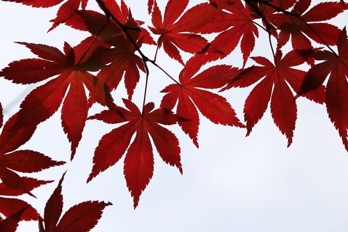 autumn leaves  maple  the leaves