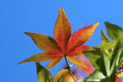 autumn leaves  maple  the leaves