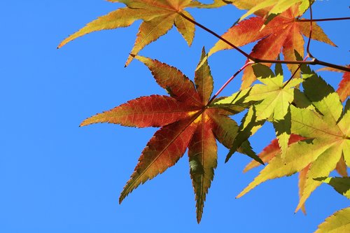 autumn leaves  maple  the leaves