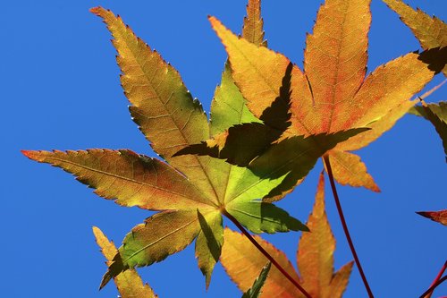 autumn leaves  maple  the leaves