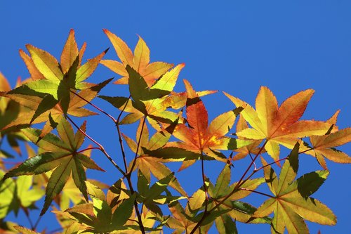 autumn leaves  maple  the leaves