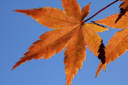 autumn leaves  autumn  maple leaf