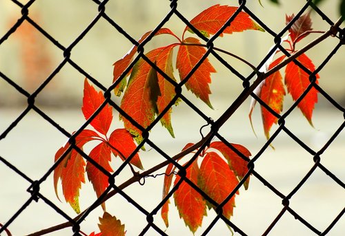 autumn leaves  vines  creeper