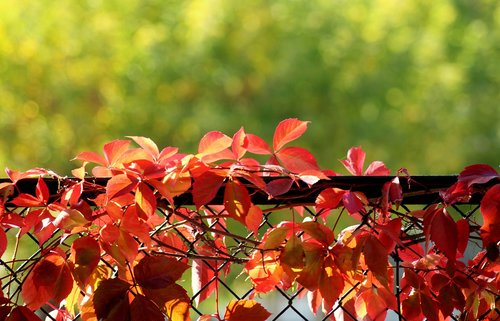 autumn leaves  red  creeper
