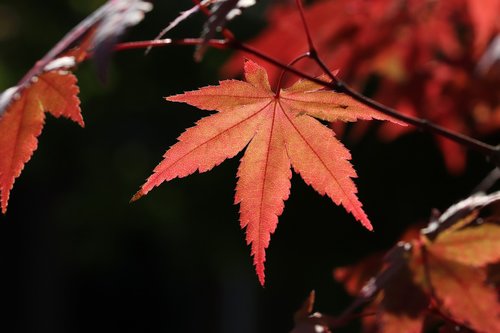 autumn leaves  autumn  maple