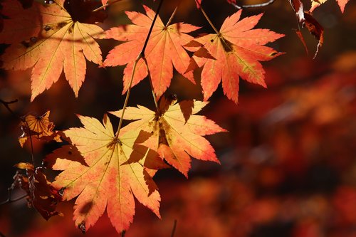 autumn leaves  maple  the leaves