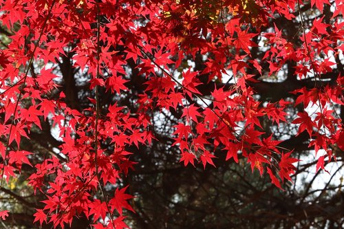 autumn leaves  maple  the leaves