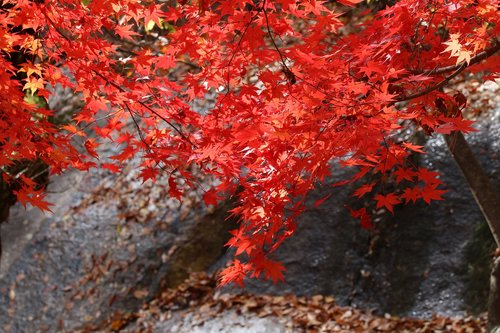 autumn leaves  maple  the leaves