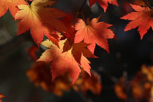 autumn leaves  maple  the leaves