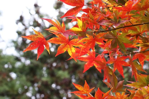 autumn leaves  maple  autumn