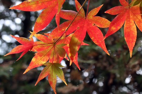 autumn leaves  maple  autumn