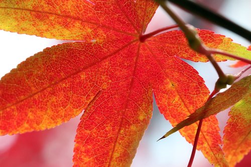 autumn leaves  maple  autumn