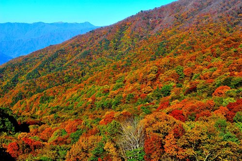 autumn leaves  autumn  mountain