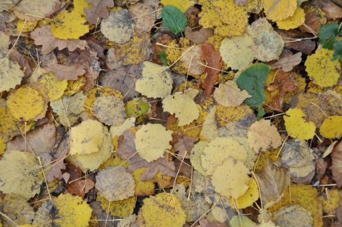 autumn leaves autumn leaf