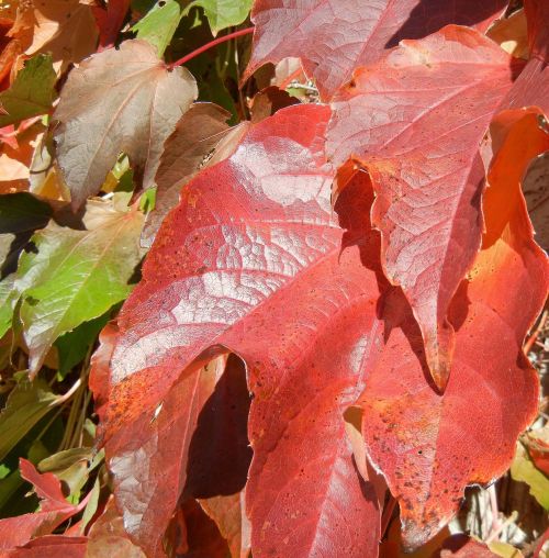 autumn leaves colorful canada