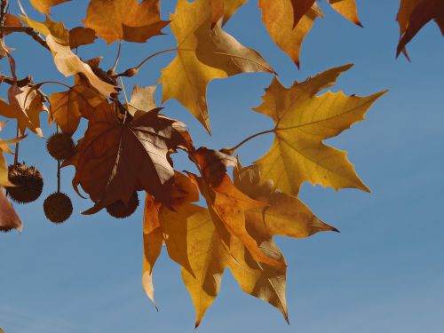 autumn leaves sky autumn