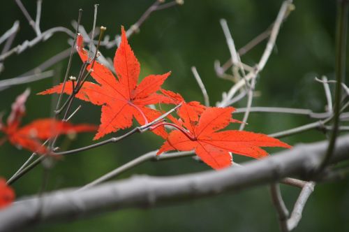 autumn leaves red color tree