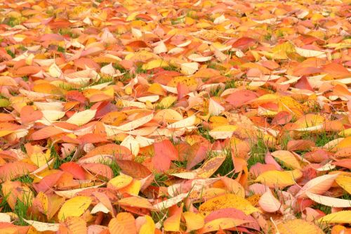 autumn leaves maroon natural