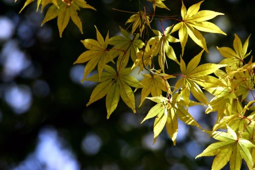 autumn leaves autumn wood