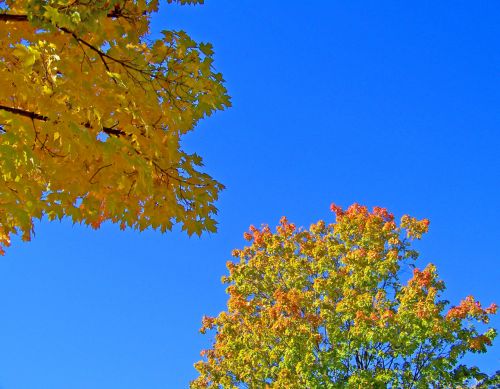 Autumn Leaves And Blue Sky