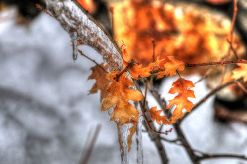 Autumn Leaves And Snow