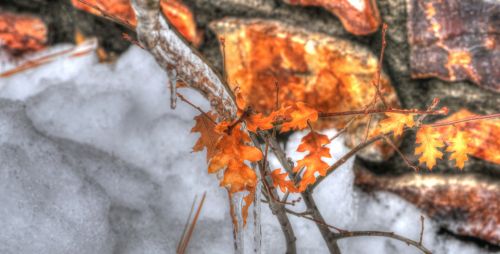 Autumn Leaves And Snow