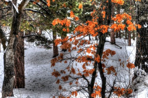 Autumn Leaves And Snow