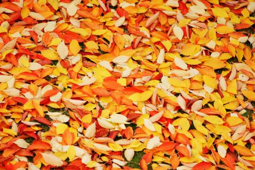 Autumn Leaves Background