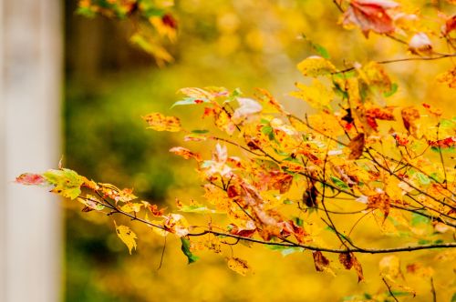 Autumn Leaves Colors