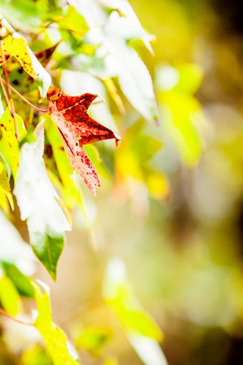 Autumn Leaves Colors