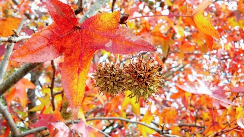 Autumn Leaves Colors