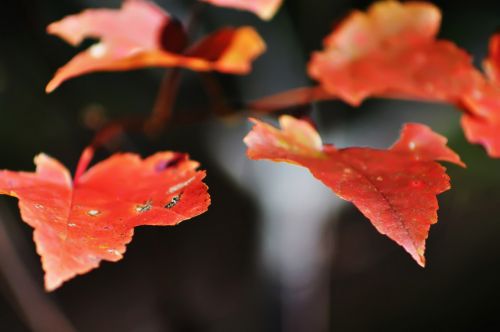 Autumn Leaves Colors