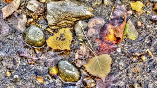 Autumn Leaves In Water