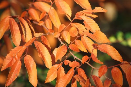 Autumn Leaves Of Japanese Elm