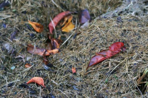 Autumn Leaves On Compost