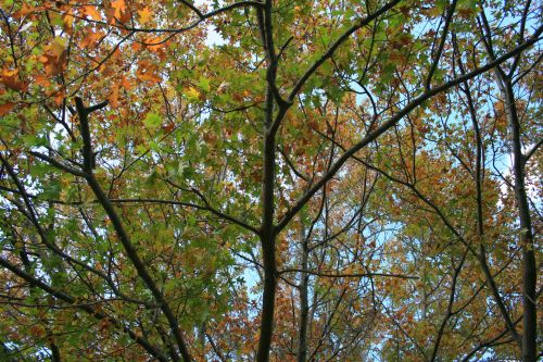 Autumn Leaves On Tree