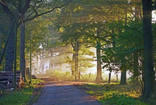 autumn light morning mist forest