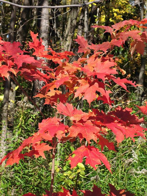 autumn maple leaves bright colors outdoors
