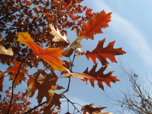 Autumn Maple Leaves