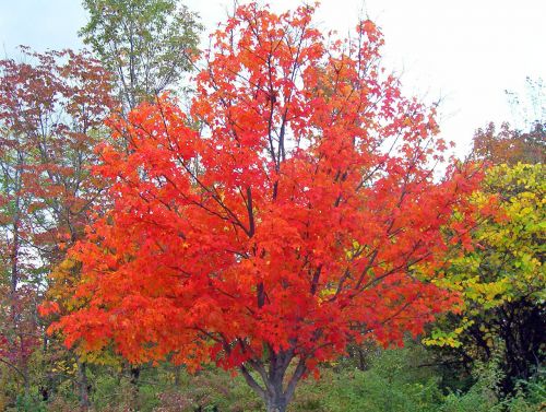 Autumn Maple Tree