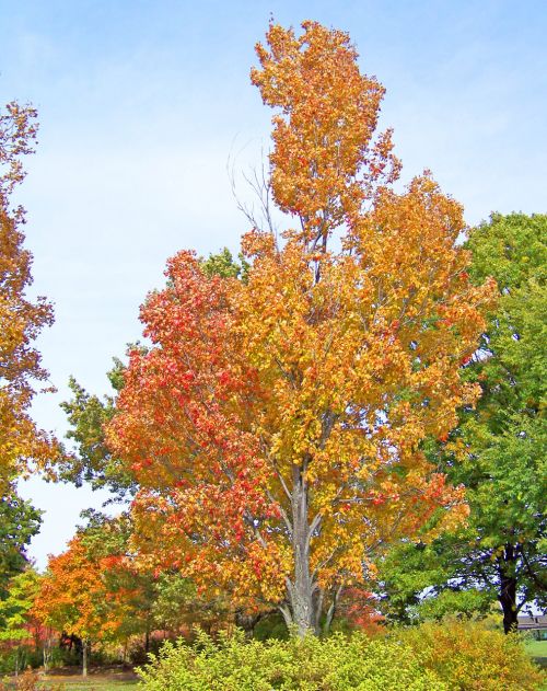 Autumn Maple Tree In Park