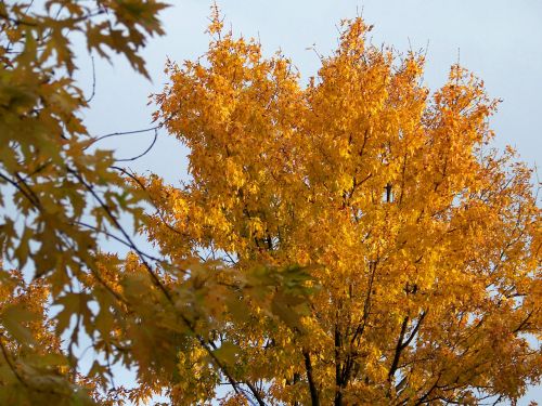 Autumn Maple Tree