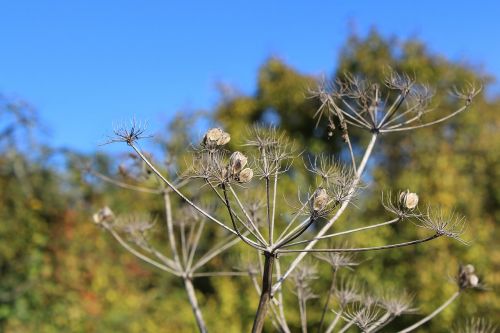 autumn mood plant green