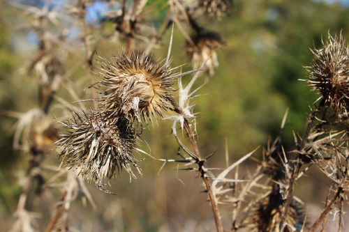 autumn mood plant brown