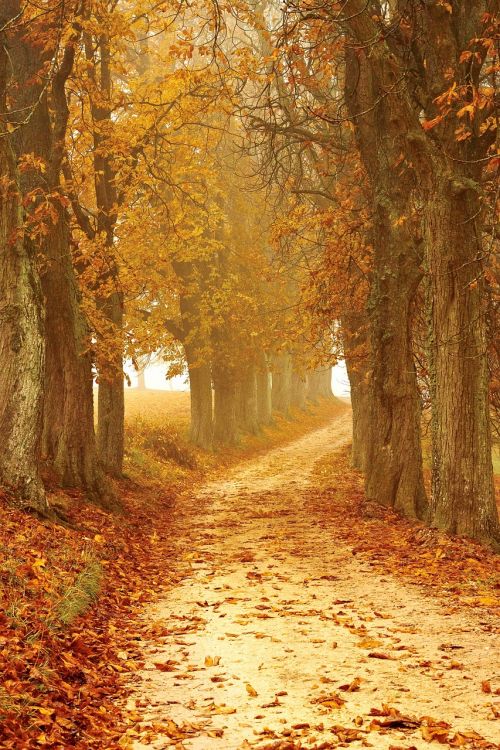 autumn mood away forest