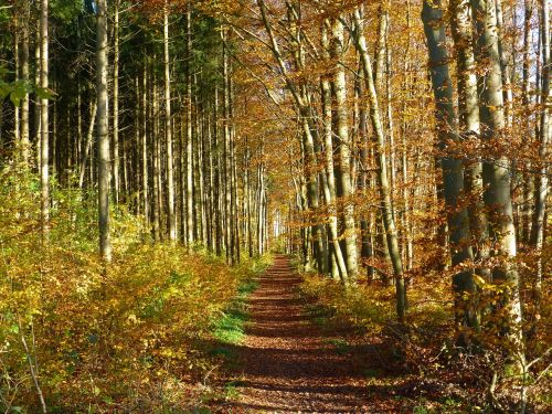 autumn mood forest path walk